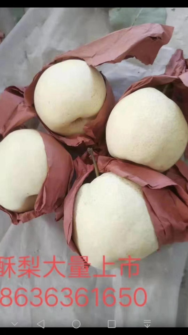 酥梨！陕西酥梨！皮薄！糖高！口感纯正！货源充实！可通过一