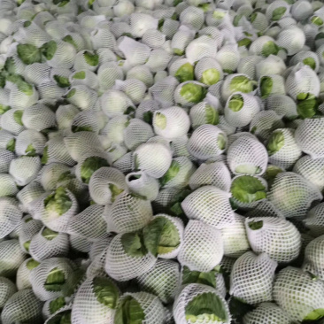 大量精品包菜上市中，量大质优，价格便宜，质量保证