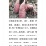 烟薯25、软糯香甜的烟蜜薯