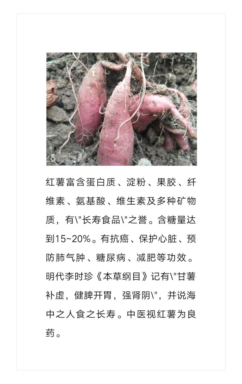 烟薯25、软糯香甜的烟蜜薯
