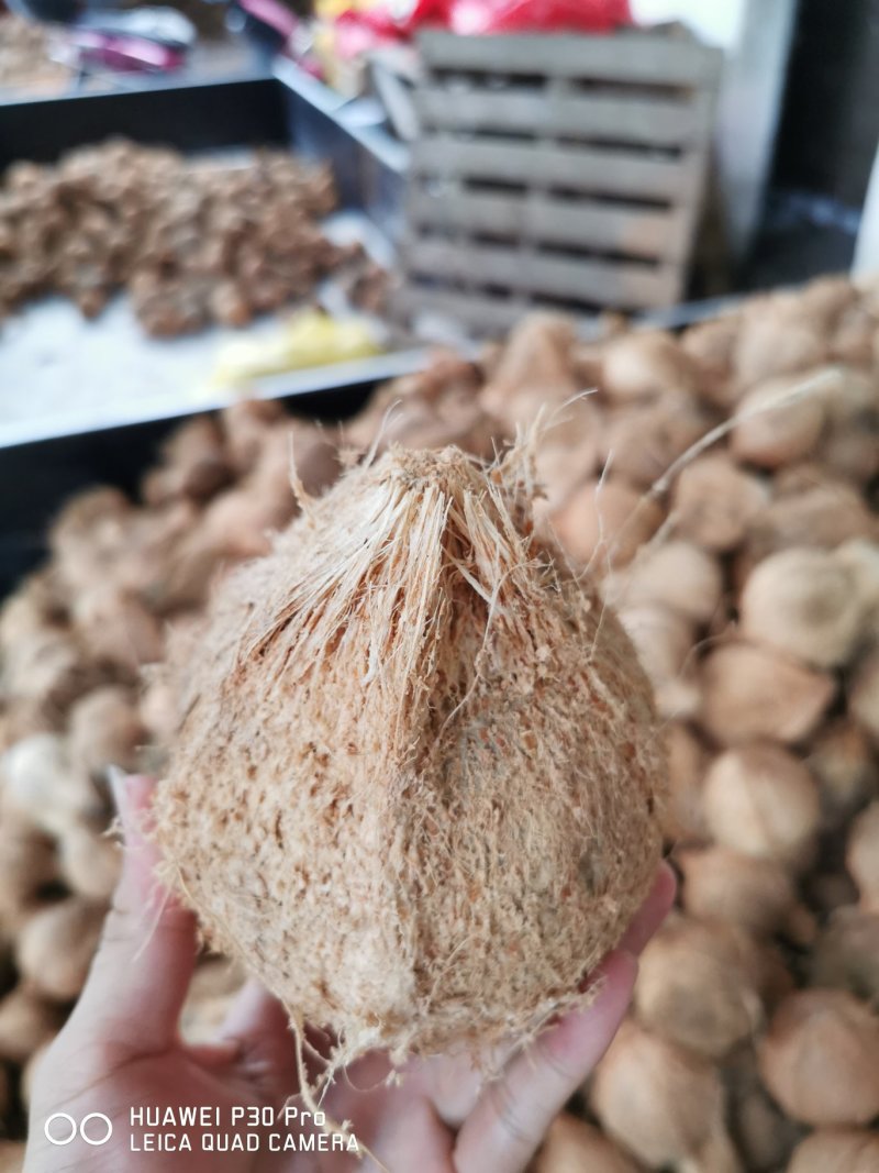 清补凉原料椰子海南毛椰子厂家直发，30个袋装，工厂直发。