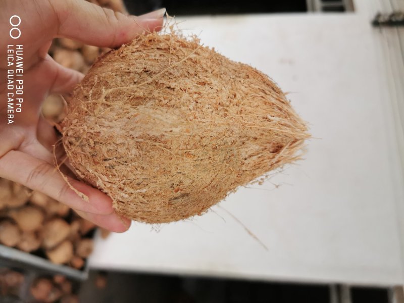清补凉原料椰子海南毛椰子厂家直发，30个袋装，工厂直发。