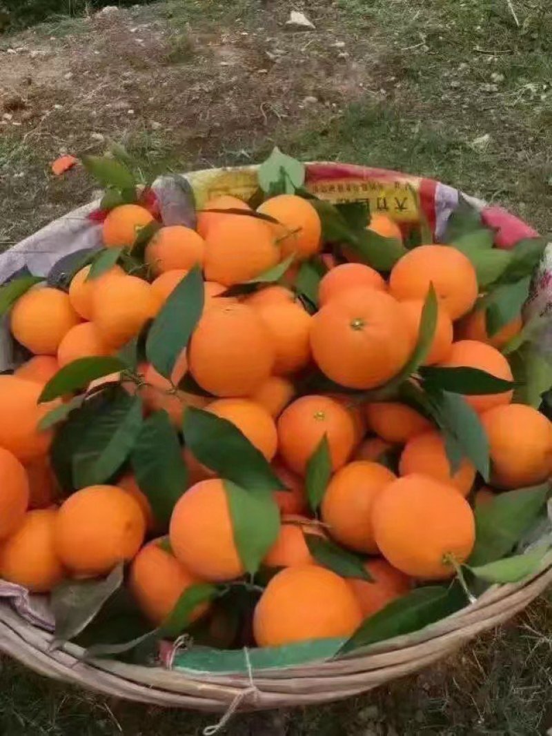 橙子九月红橙果冻橙纽荷尔脐橙纯甜化渣皮薄肉嫩自产自销