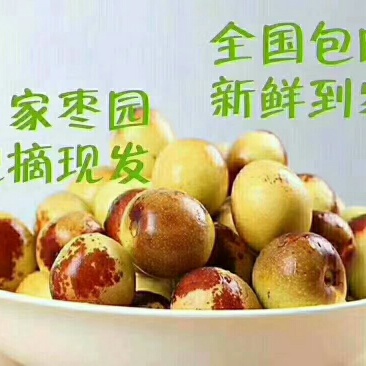 全国包邮，一件代发又甜又脆的大冬枣