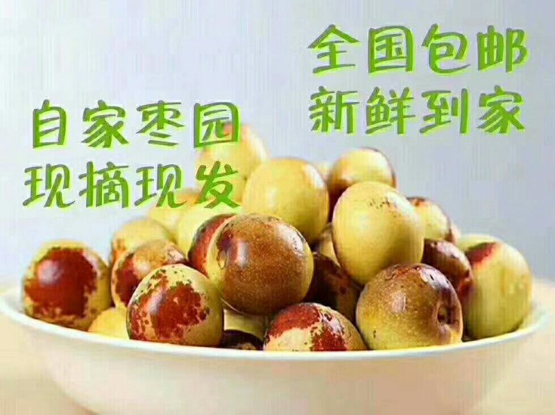 全国包邮，一件代发又甜又脆的大冬枣
