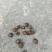 山茶油