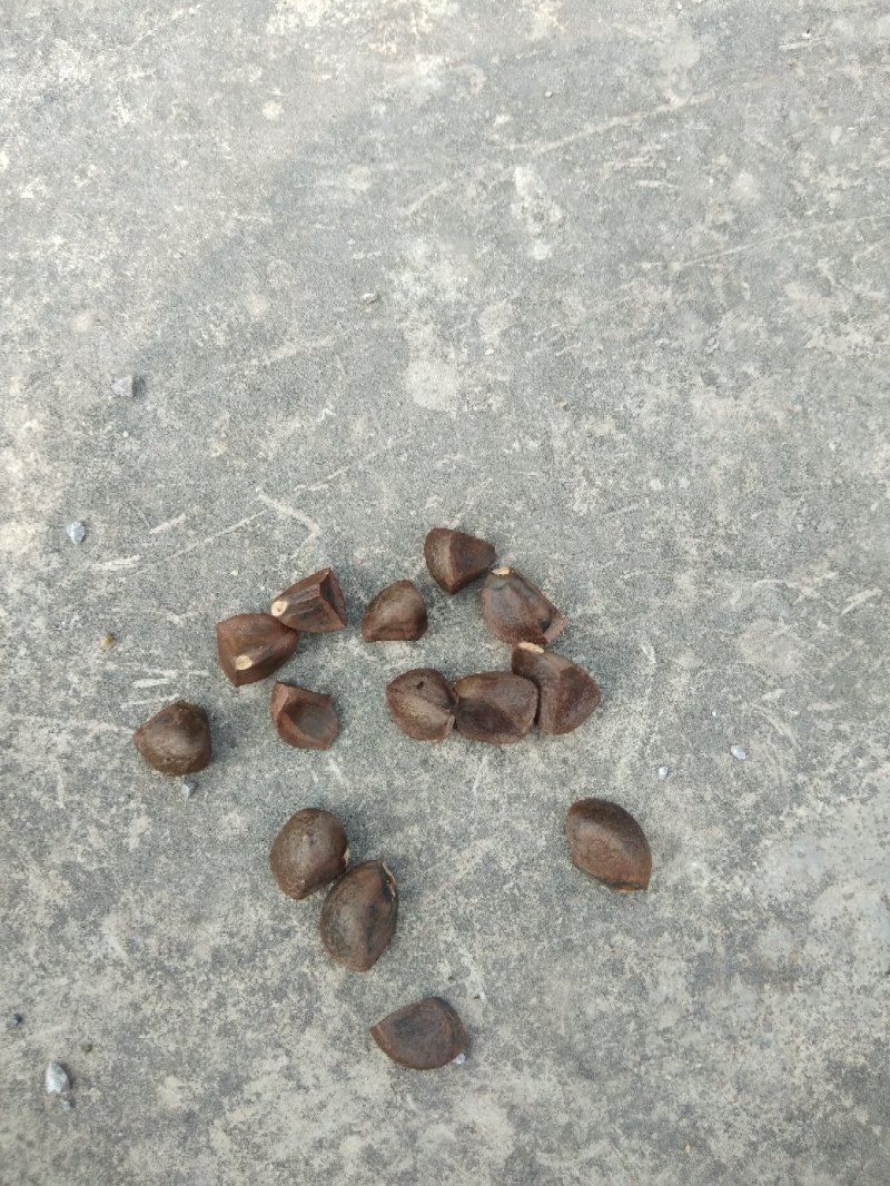 山茶油