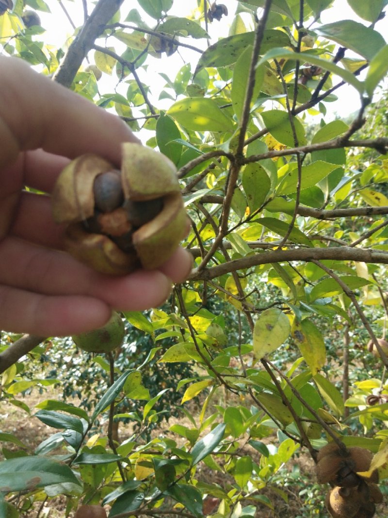 山茶油