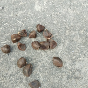 山茶油