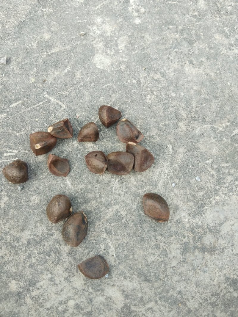 山茶油