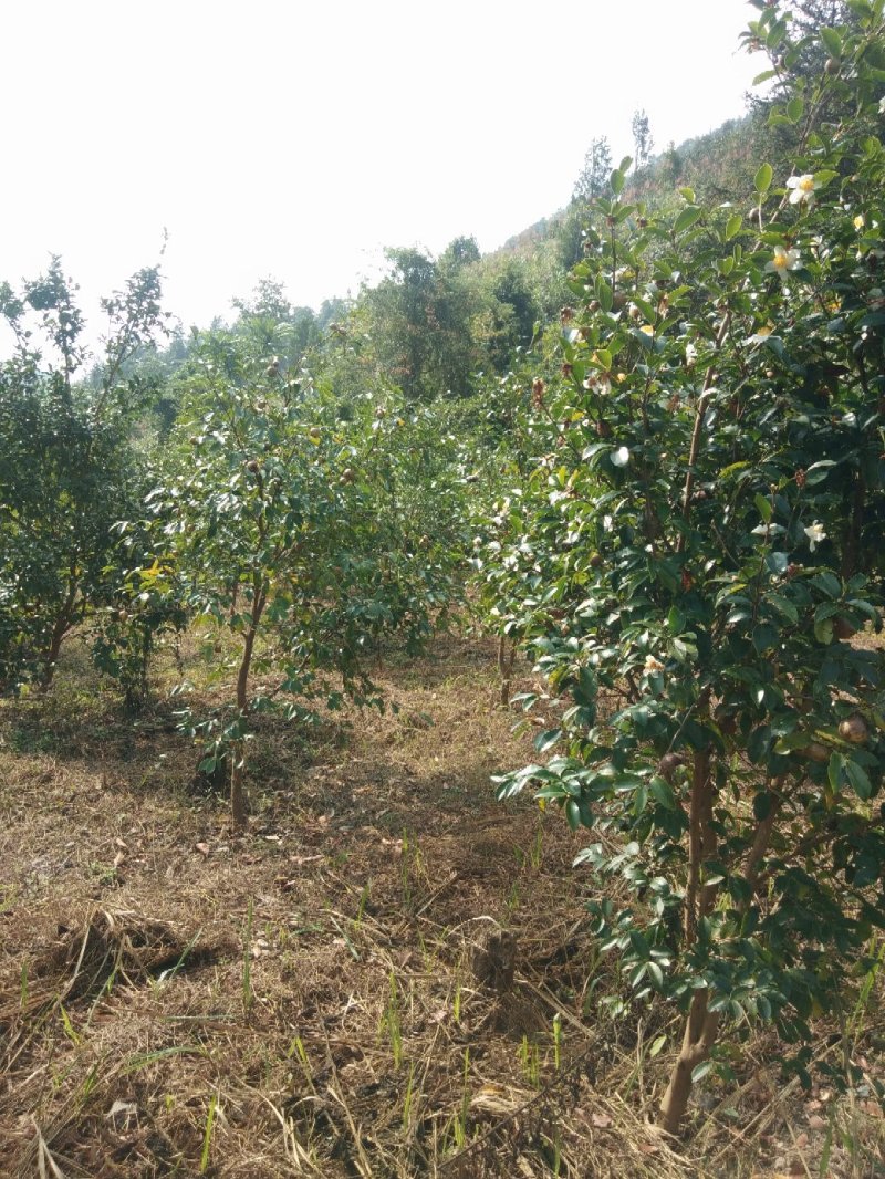山茶油