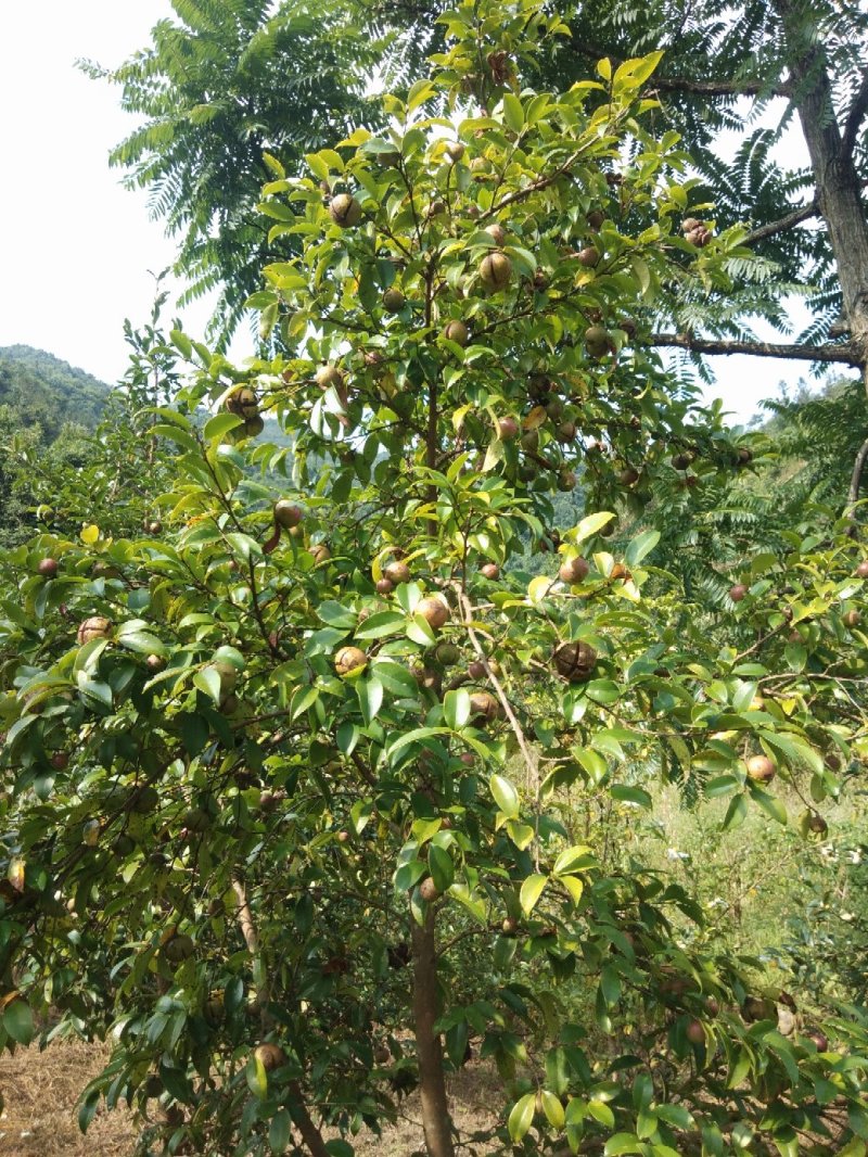 山茶油
