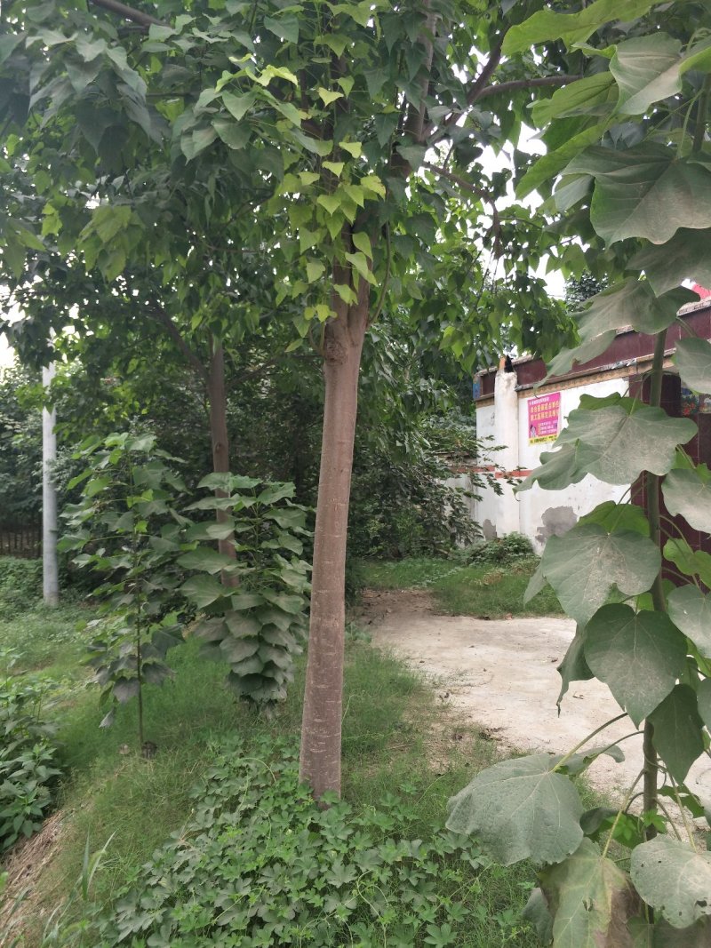 梓树精品4-18公分大量供应