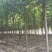 梓树精品4-18公分大量供应