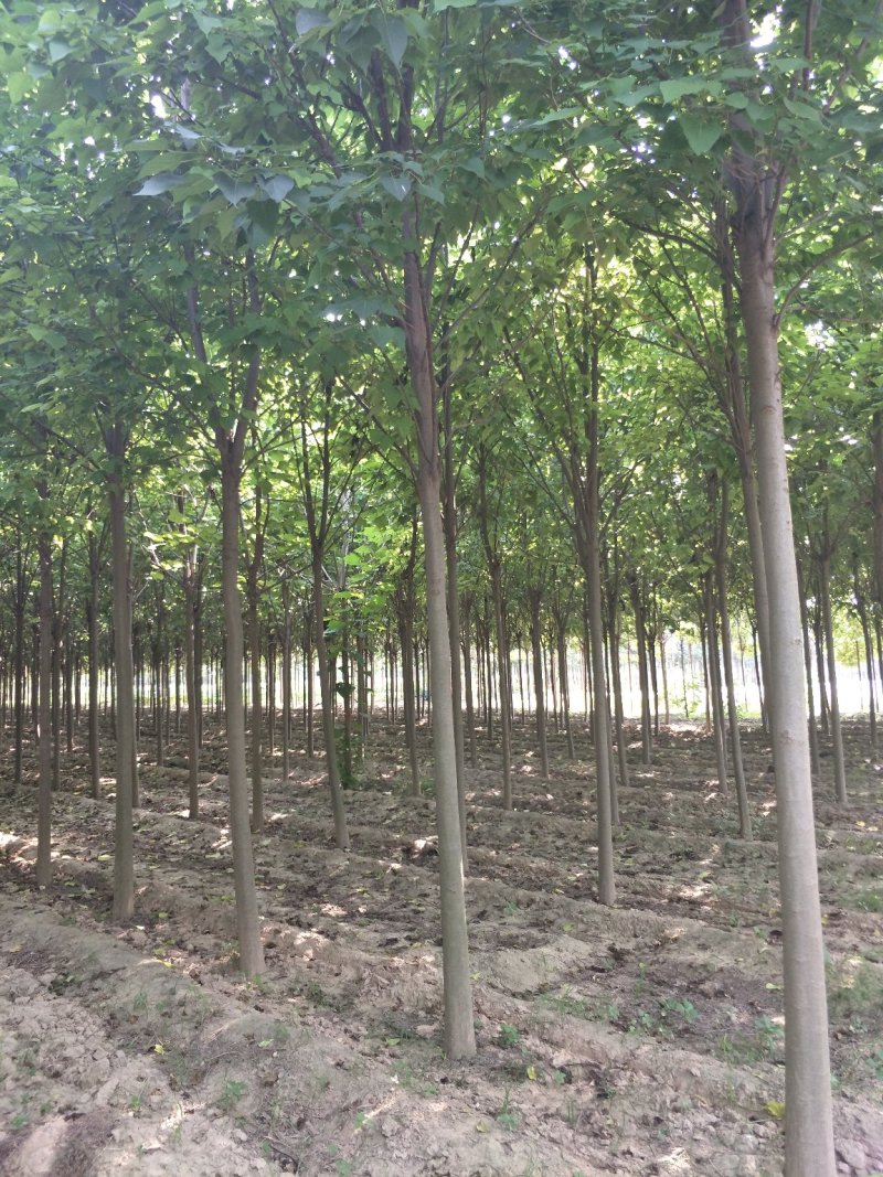 梓树精品4-18公分大量供应