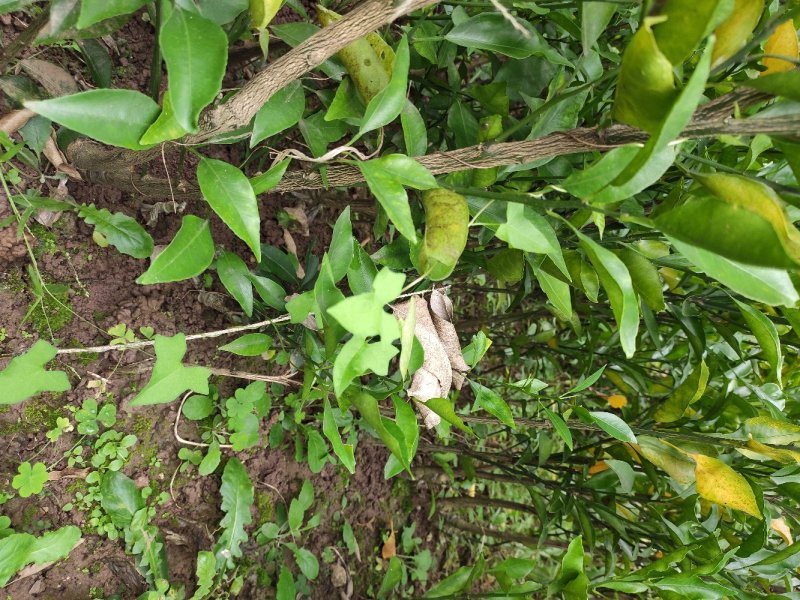 春见苗大雅柑苗粗度0.7～1.5cm
