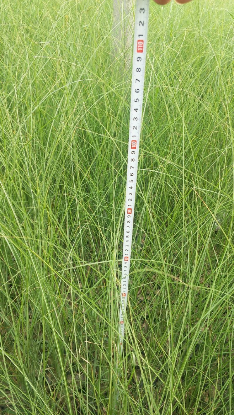 细叶芒一手货源大量有货质优价廉