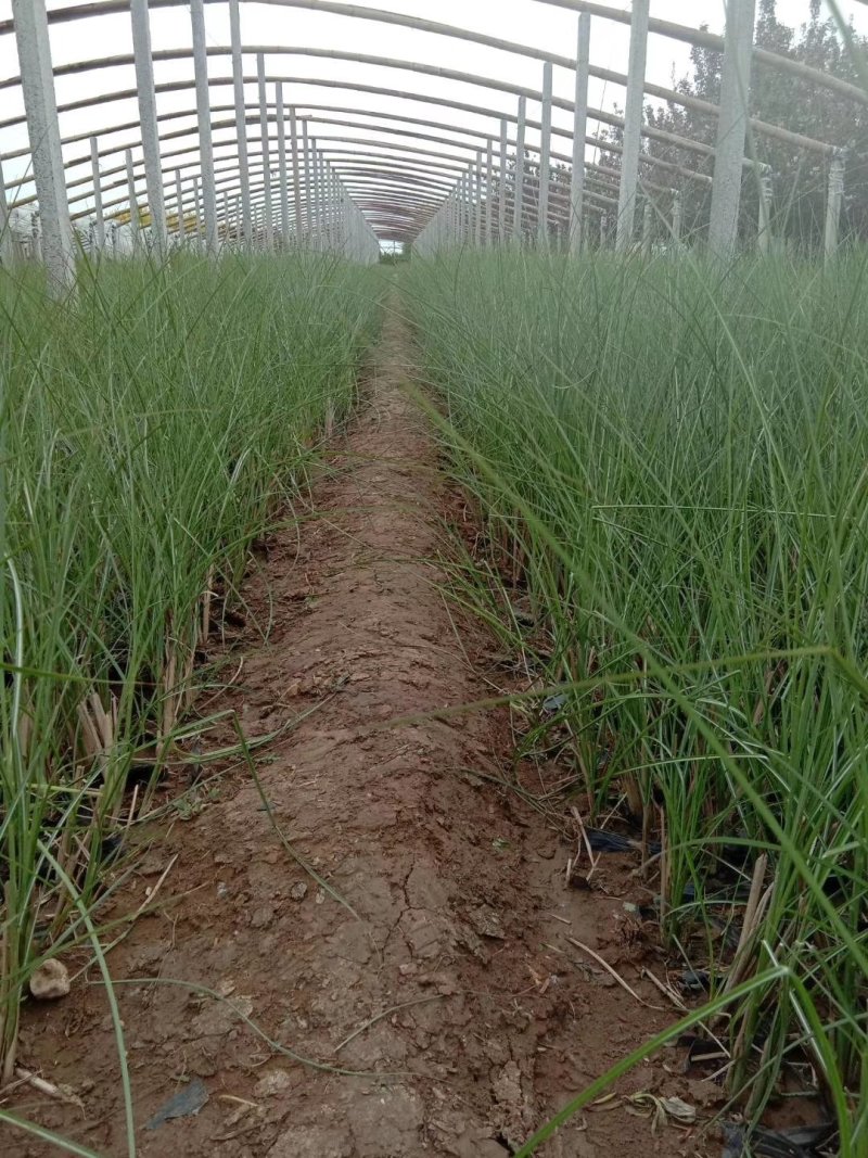 细叶芒一手货源大量有货质优价廉
