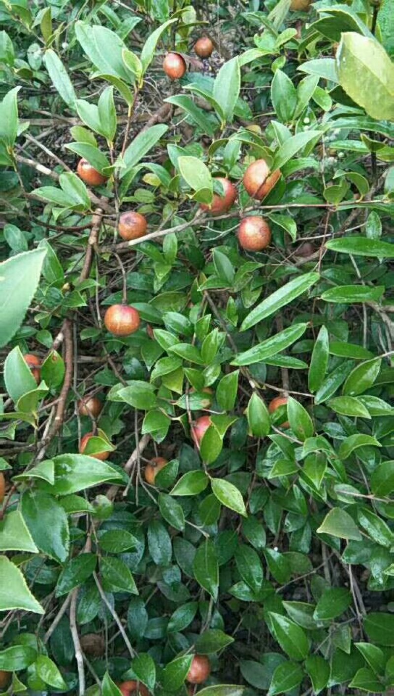 精品油茶果，油茶籽欢迎预定