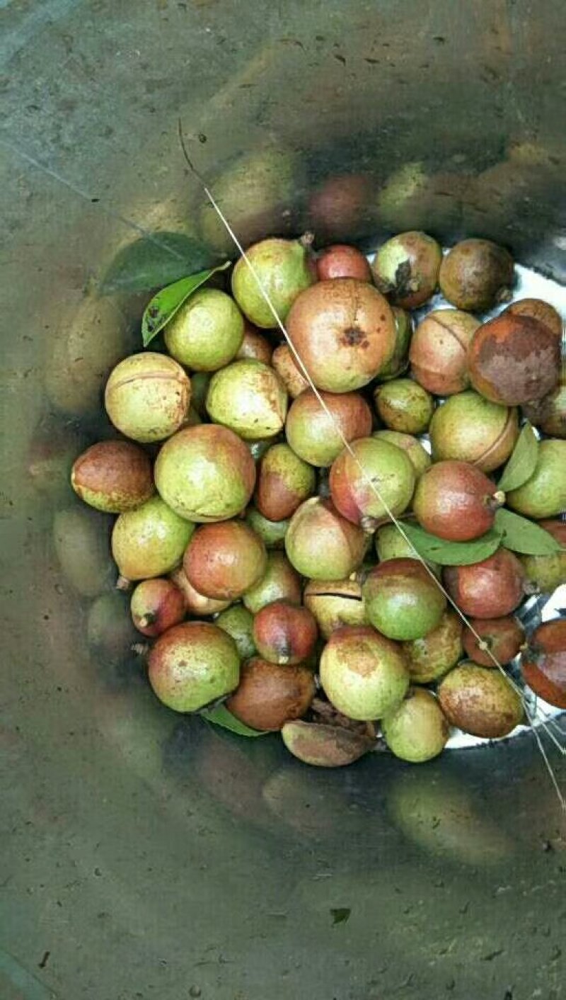 精品油茶果，油茶籽欢迎预定