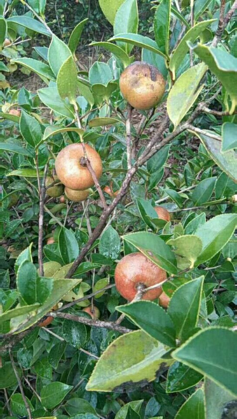 精品油茶果，油茶籽欢迎预定