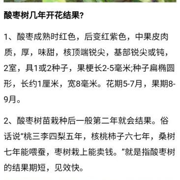 酸枣苗甜酸枣苗