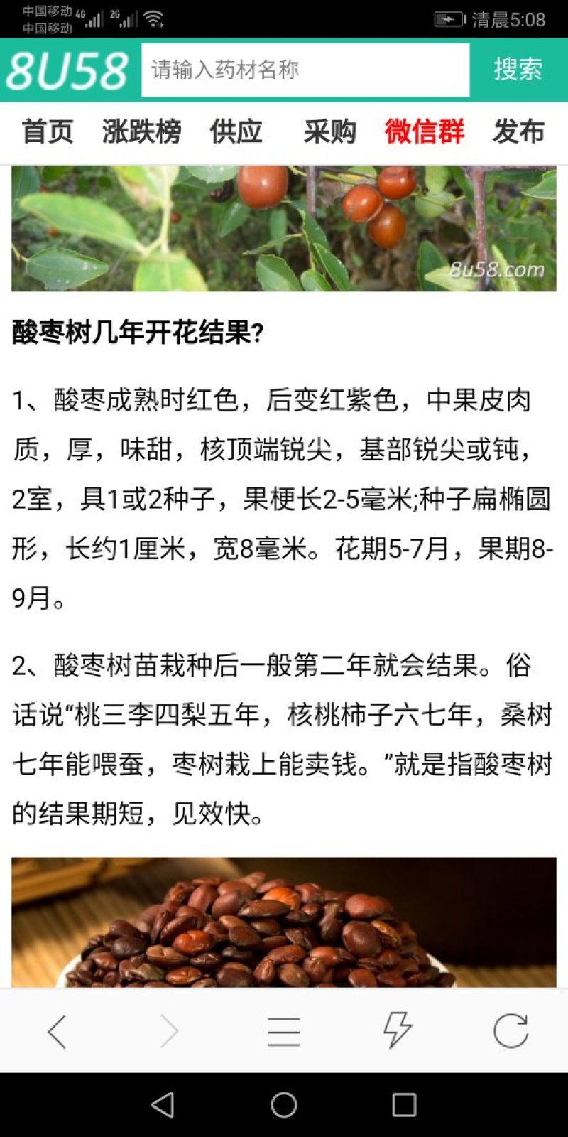 酸枣苗甜酸枣苗