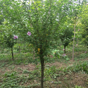 木槿