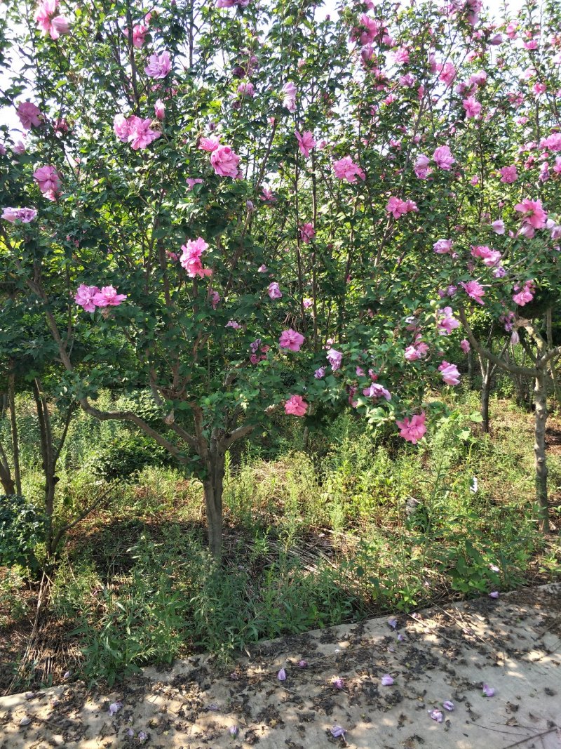 木槿