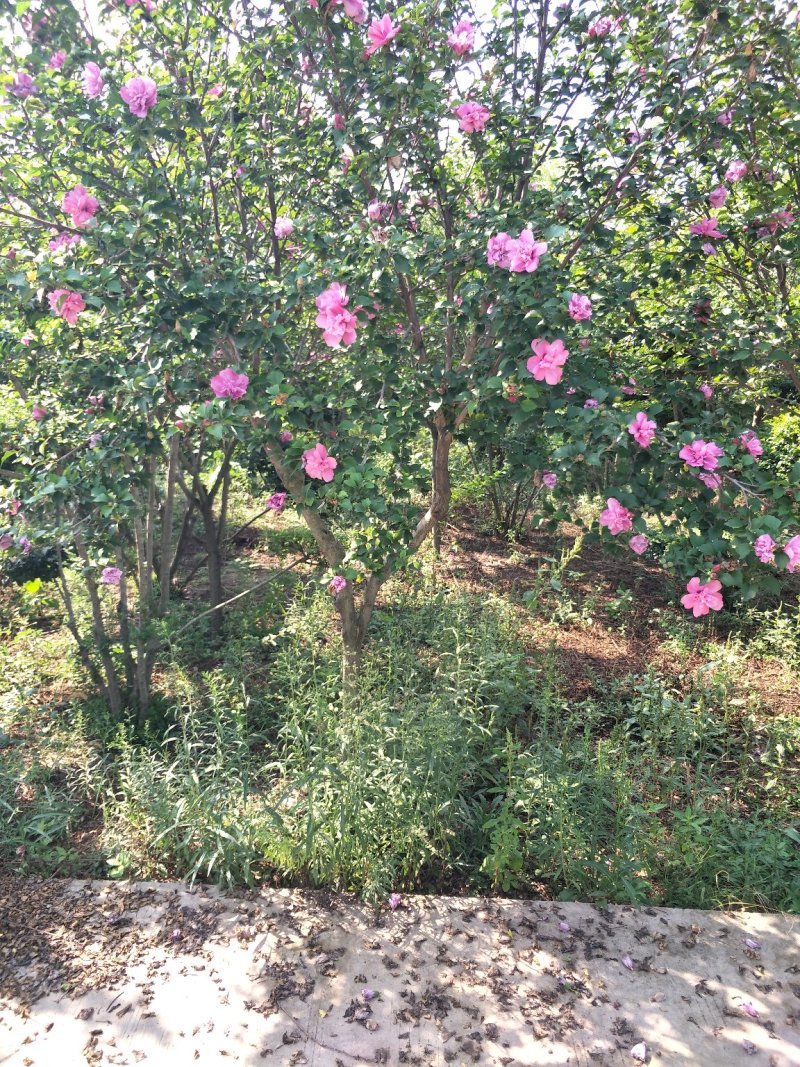 木槿