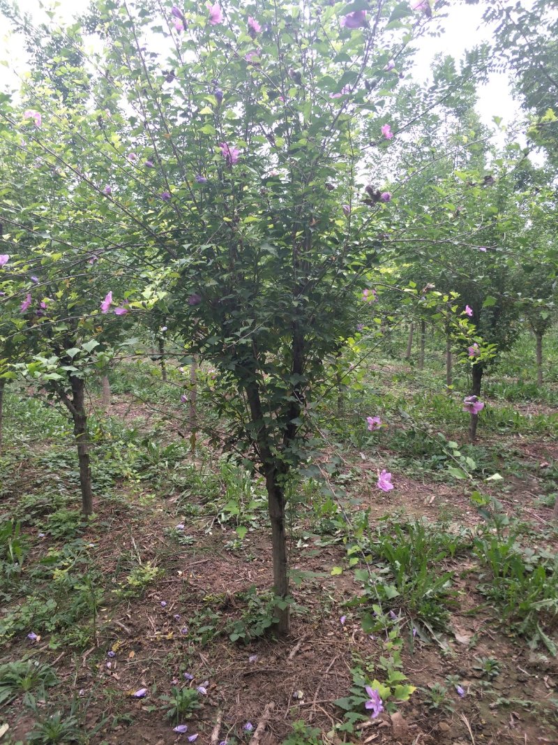 木槿
