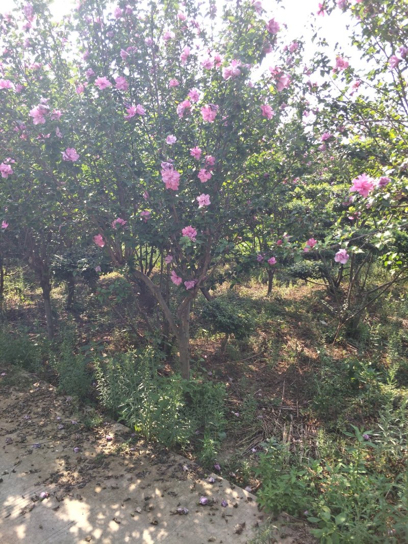 木槿