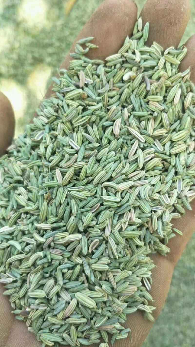 甘肃玉门小茴香纯绿净货