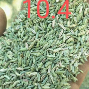 甘肃玉门小茴香纯绿净货