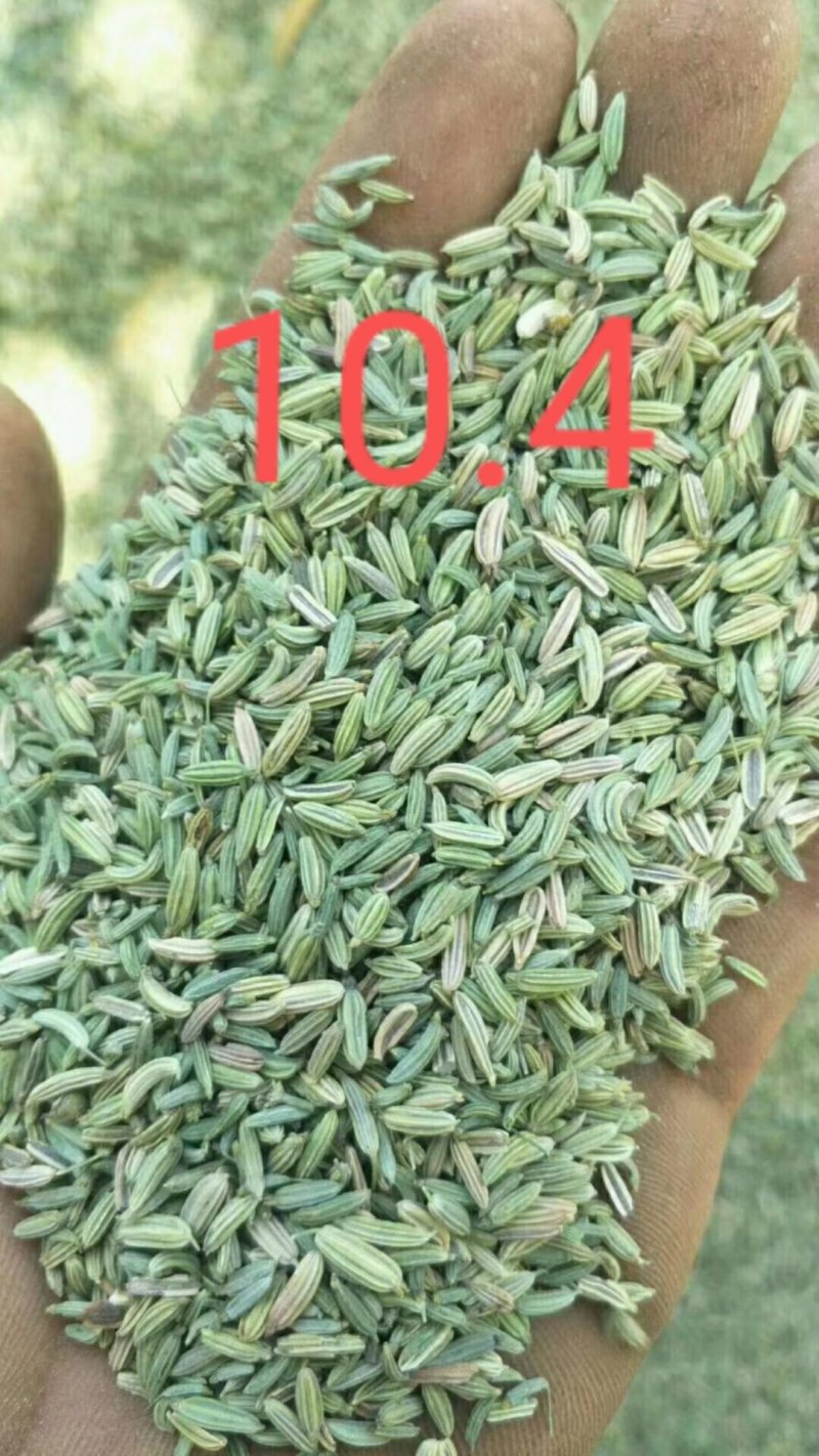 甘肃玉门小茴香纯绿净货