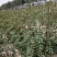 山西大红袍花椒苗
