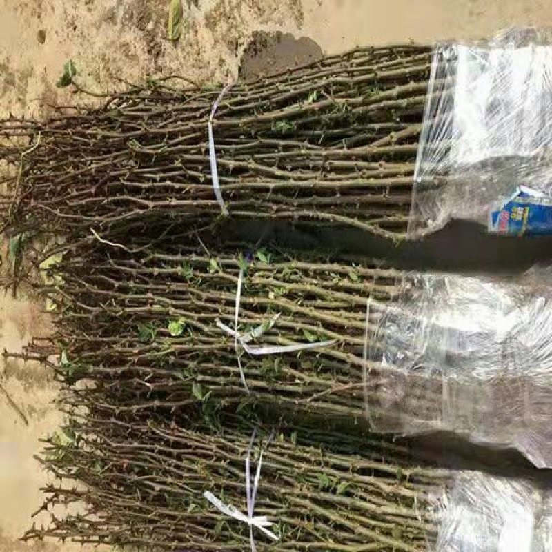 山西大红袍花椒苗