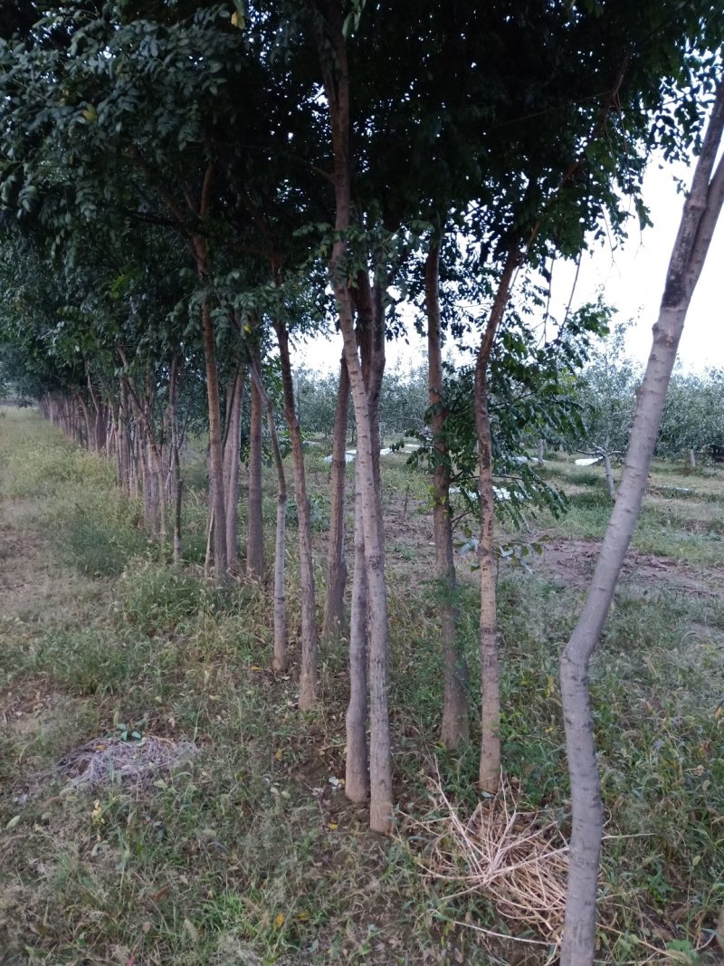 六年槐树