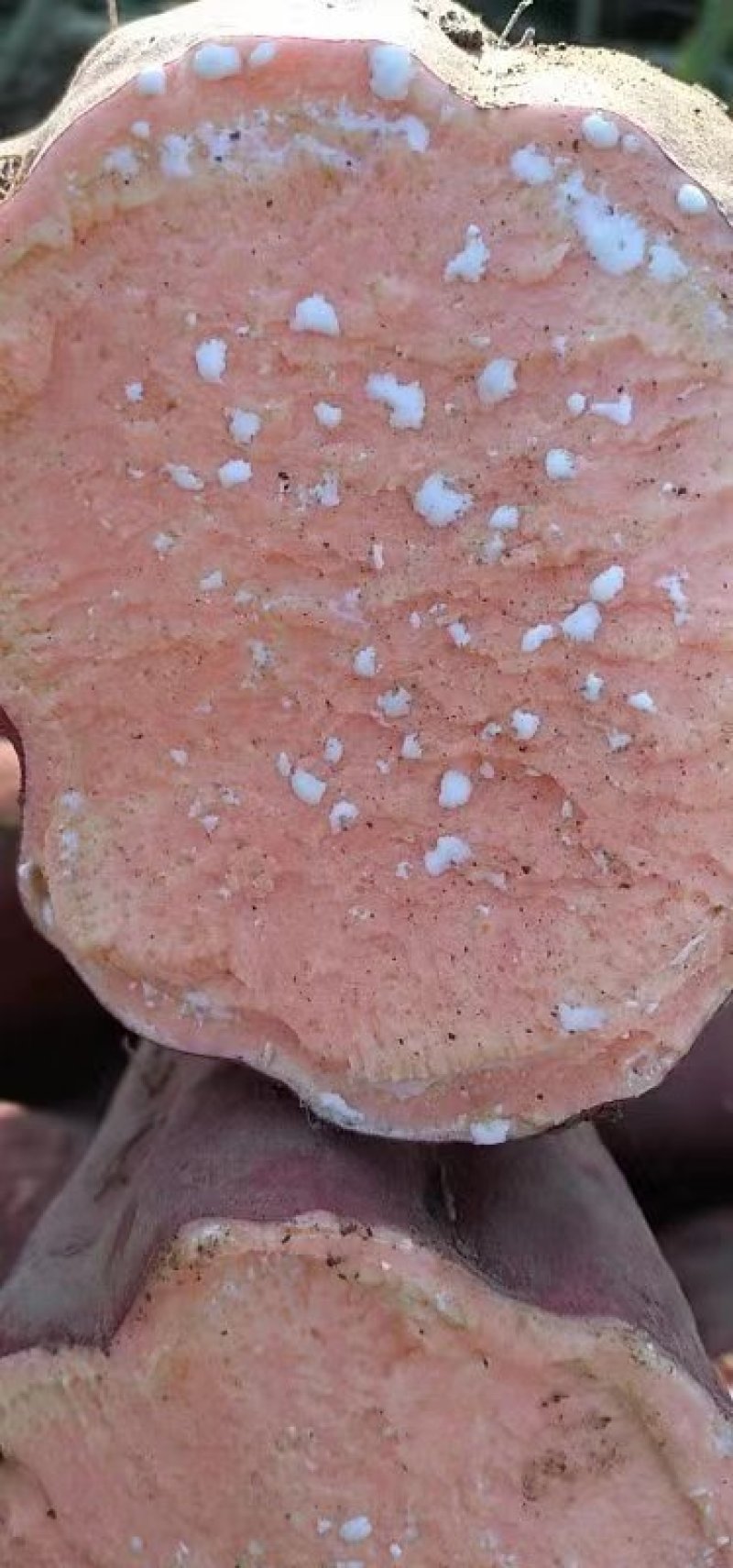 西瓜红红薯、，大量上市开卖