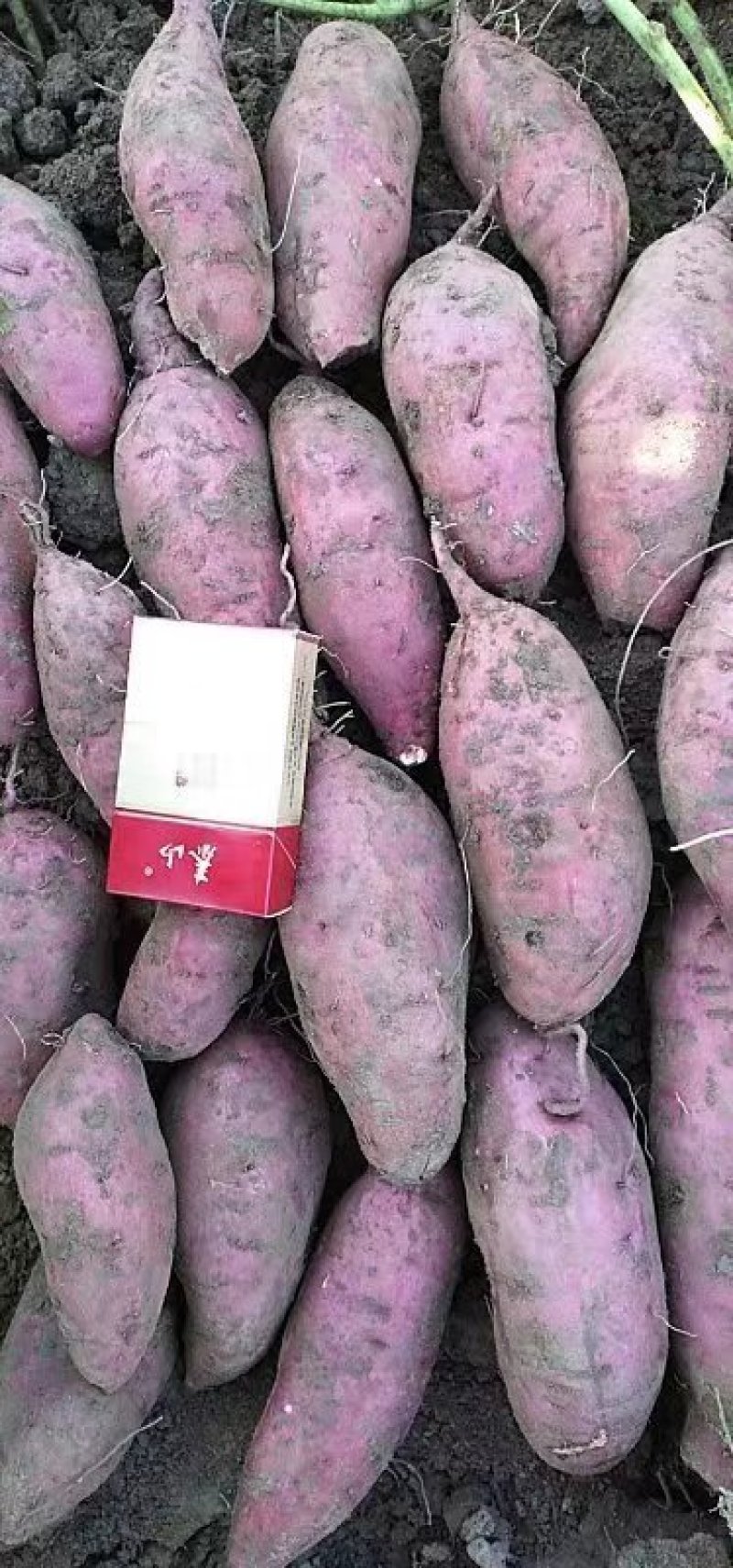 西瓜红红薯、，大量上市开卖