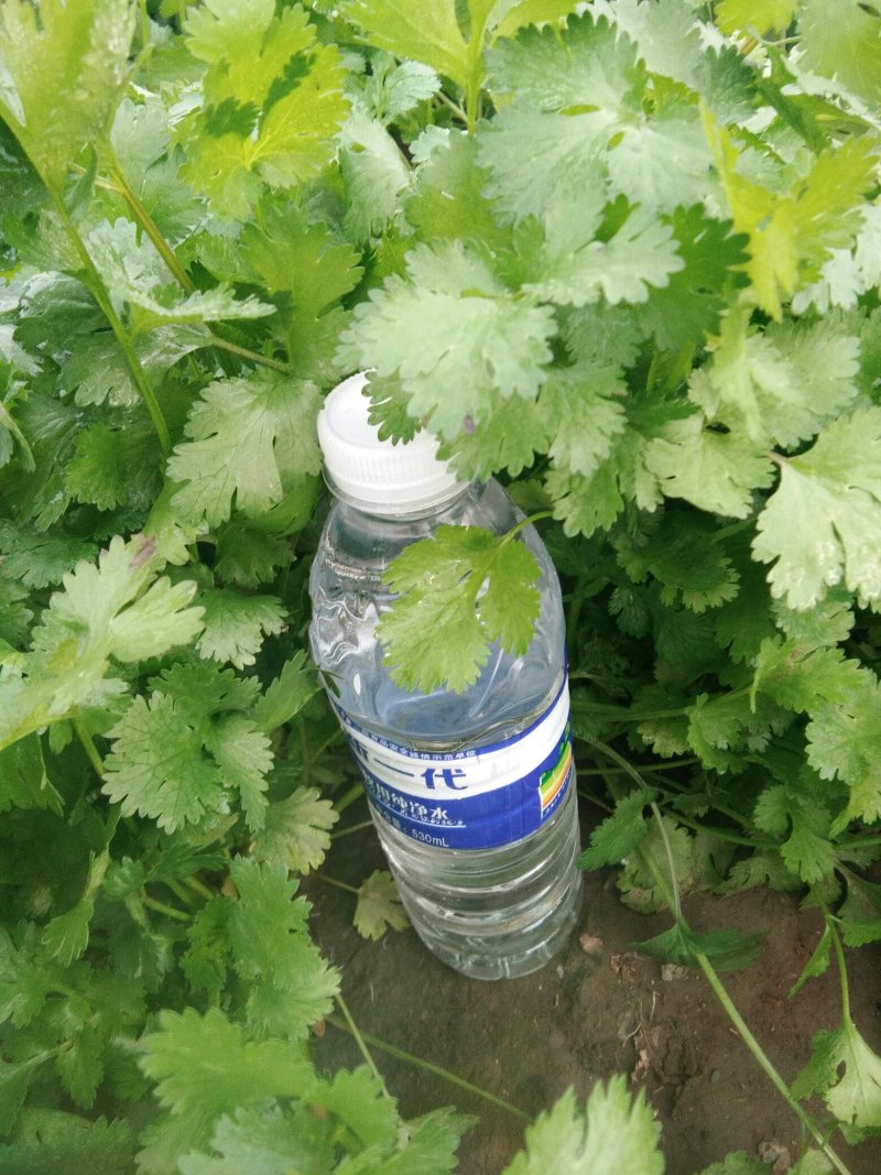 香菜