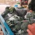 西蓝花精品西蓝花大量供应，代发全国各地，可视频看货