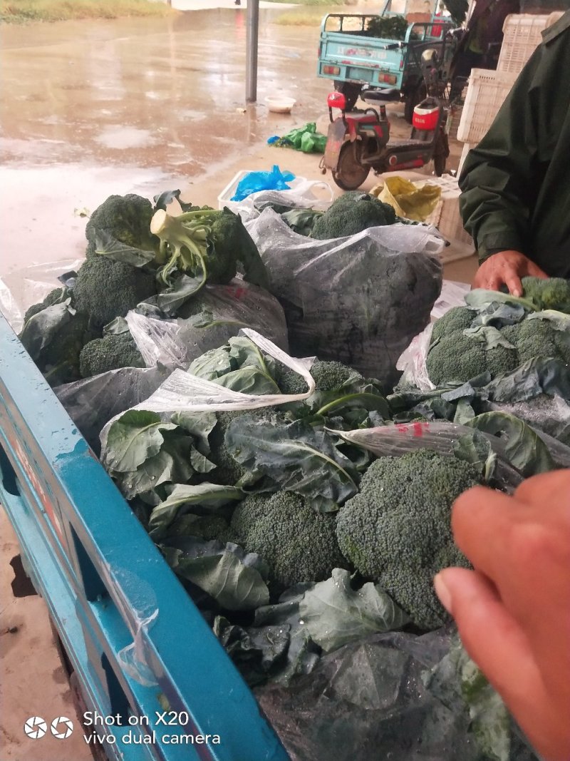 西蓝花精品西蓝花大量供应，代发全国各地，可视频看货