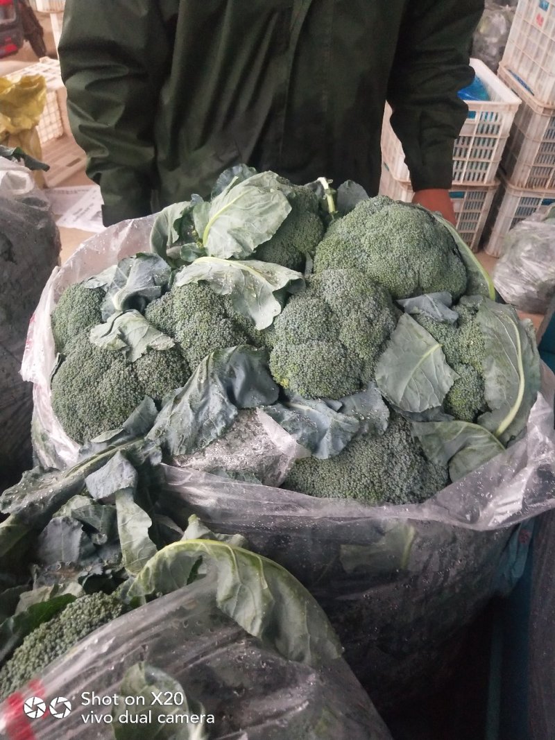 西蓝花精品西蓝花大量供应，代发全国各地，可视频看货