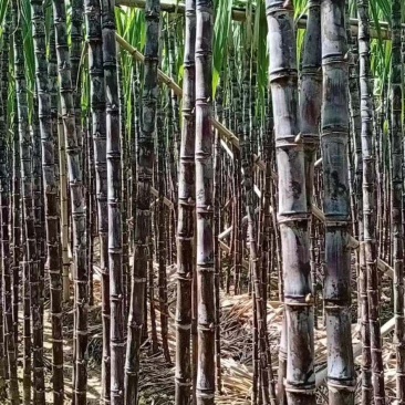 产地直发优质黑皮甘蔗6-8斤2.5-3米