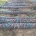 质量保证黑皮甘蔗6~8斤6~8cm2.5~3米