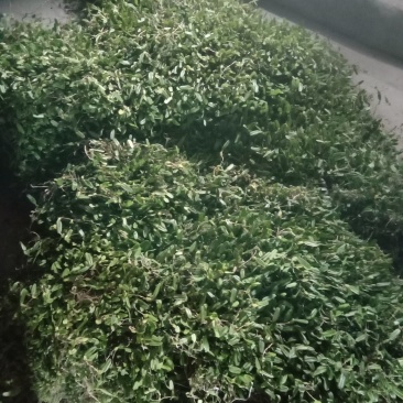 单叶石橄榄小果