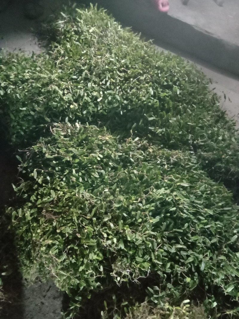 单叶石橄榄小果