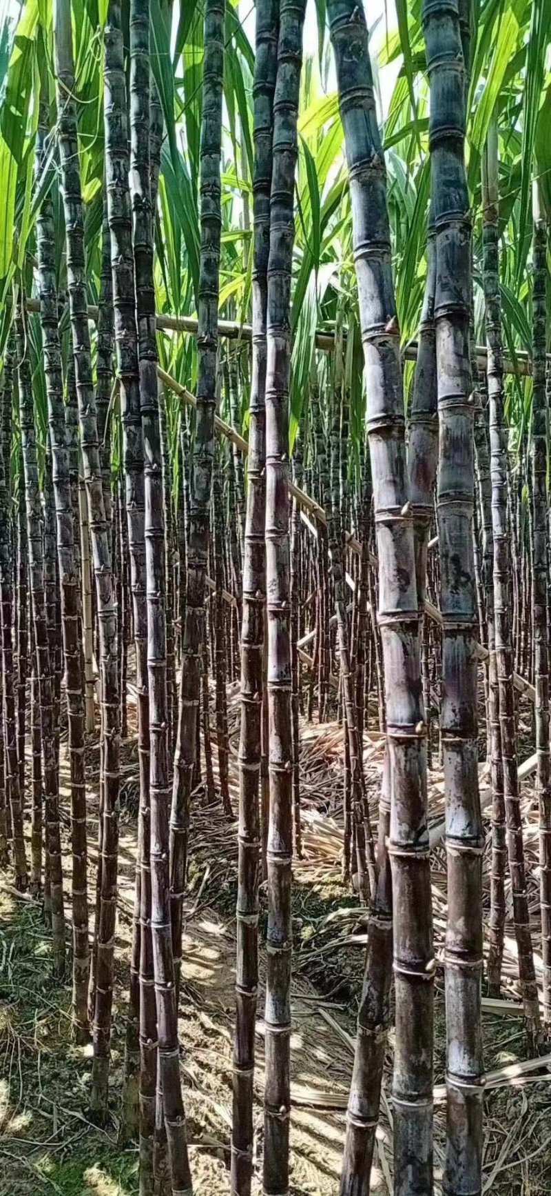 【精品】广西黑皮甘蔗大量供应质优价廉便宜回程车