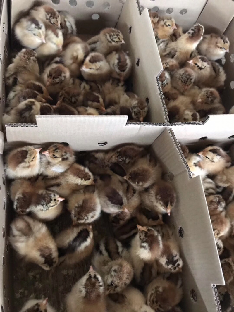 灵山土鸡苗